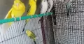 TCB OPLINE BUDGIES – BUDGIE – BAJRI – AUSTRALIAN