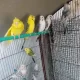 TCB OPLINE BUDGIES – BUDGIE – BAJRI – AUSTRALIAN