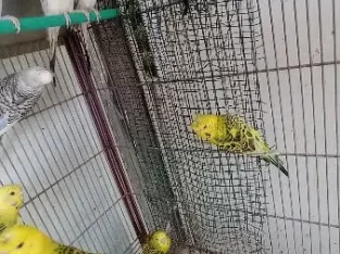 TCB OPLINE BUDGIES – BUDGIE – BAJRI – AUSTRALIAN