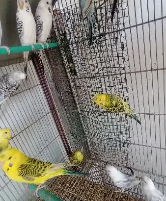 TCB OPLINE BUDGIES – BUDGIE – BAJRI – AUSTRALIAN