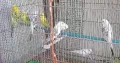 TCB OPLINE BUDGIES – BUDGIE – BAJRI – AUSTRALIAN