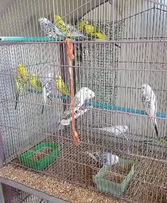 TCB OPLINE BUDGIES – BUDGIE – BAJRI – AUSTRALIAN