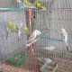 TCB OPLINE BUDGIES – BUDGIE – BAJRI – AUSTRALIAN