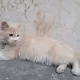 Persian cat for sale very friendly and very active