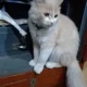 Persian cat for sale very friendly and very active