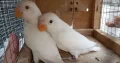 Albino red-eyes Lovebirds