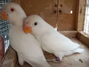 Albino red-eyes Lovebirds