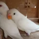 Albino red-eyes Lovebirds