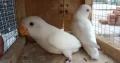 Albino red-eyes Lovebirds