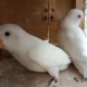 Albino red-eyes Lovebirds