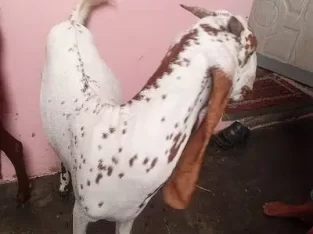 Makka chini Bakra or bakri Jodi ha