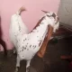 Makka chini Bakra or bakri Jodi ha