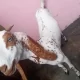 Makka chini Bakra or bakri Jodi ha