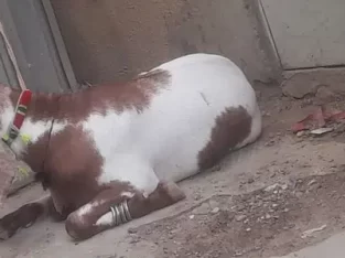 2 dant khassi bakre qurbani k lye