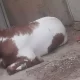 2 dant khassi bakre qurbani k lye