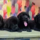 Labradors puppy’s 45days