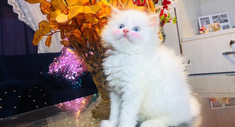 Persian Kitten Blue Eyes