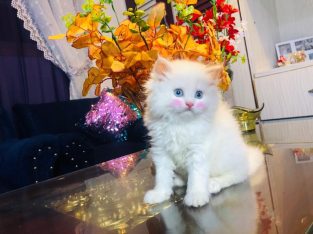 Persian Kitten Blue Eyes