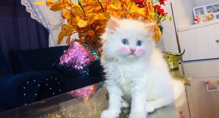 Persian Kitten Blue Eyes