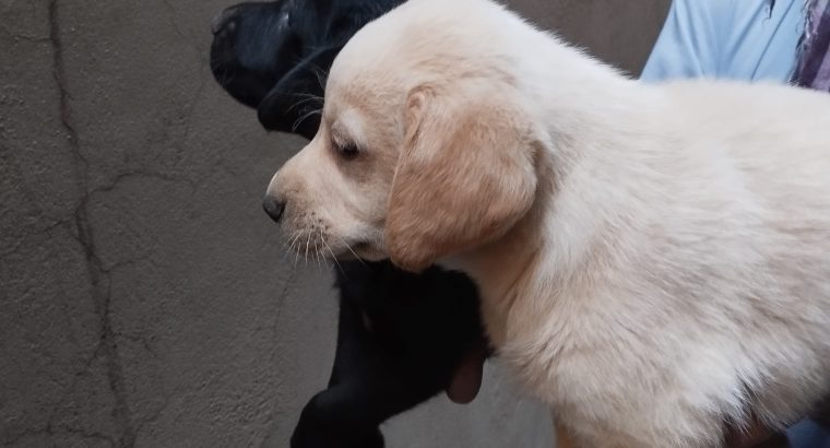 Labrador Pups