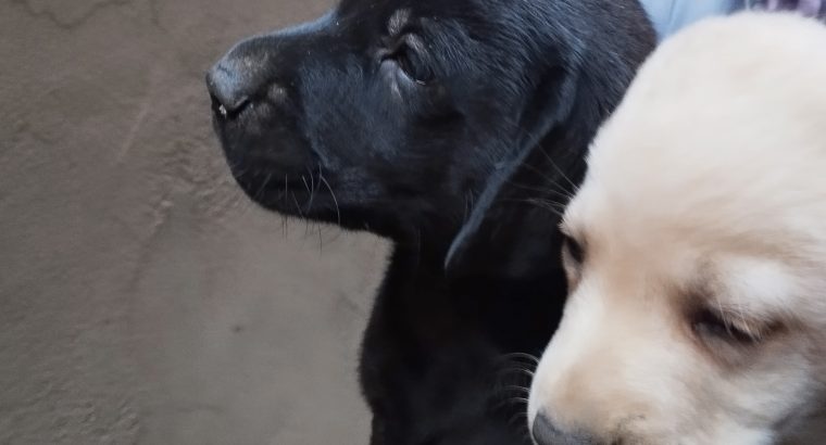 Labrador Pups