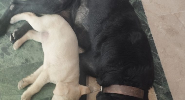 Labrador Pups