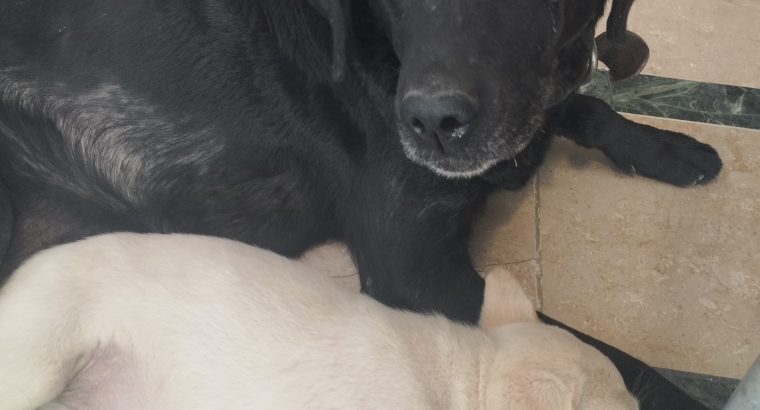 Labrador Pups