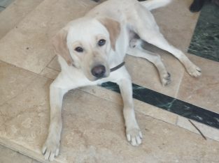 Labrador Pups