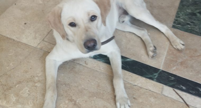 Labrador Pups