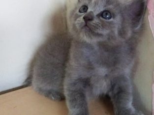 Persian kitten/cat | female