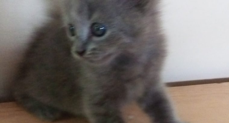 Persian kitten/cat | female