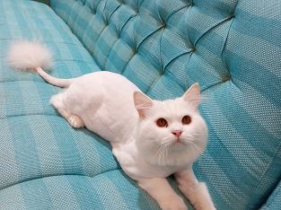 white cat for sale