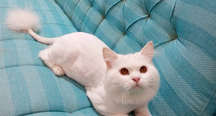 white cat for sale