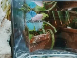 Opaque Betta Fish | Stunning Milky White Beta Fish