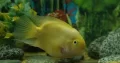 yallow parrot fish