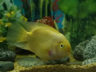 yallow parrot fish