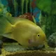 yallow parrot fish