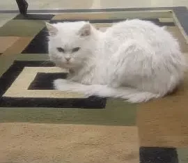 Persian cat.