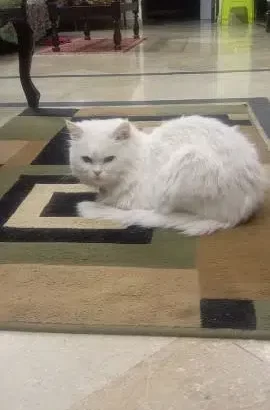 Persian cat.