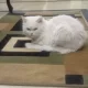 Persian cat.