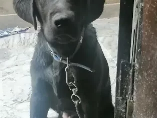 Labrador for sale