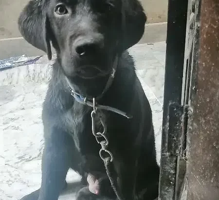 Labrador for sale