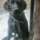 Labrador for sale