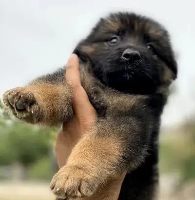 female gsd long coat pupy