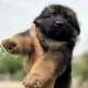 female gsd long coat pupy