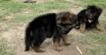 female gsd long coat pupy