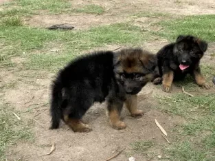 female gsd long coat pupy