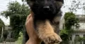 female gsd long coat pupy