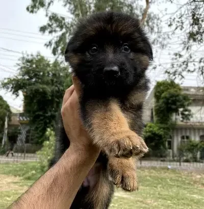 female gsd long coat pupy