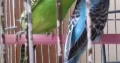 Budgie Parrot/Australian Parakeets